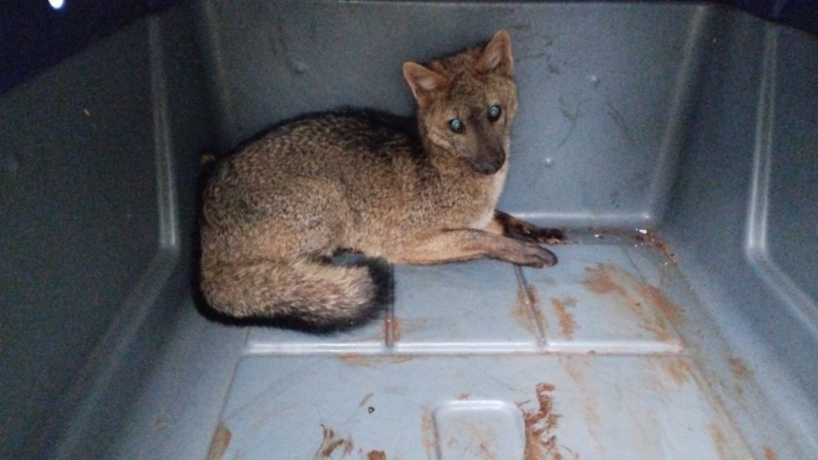 graxaim-do-mato-e-resgatado-em-garagem-de-passo-fundo;-video-mostra-animal-voltando-para-a-natureza