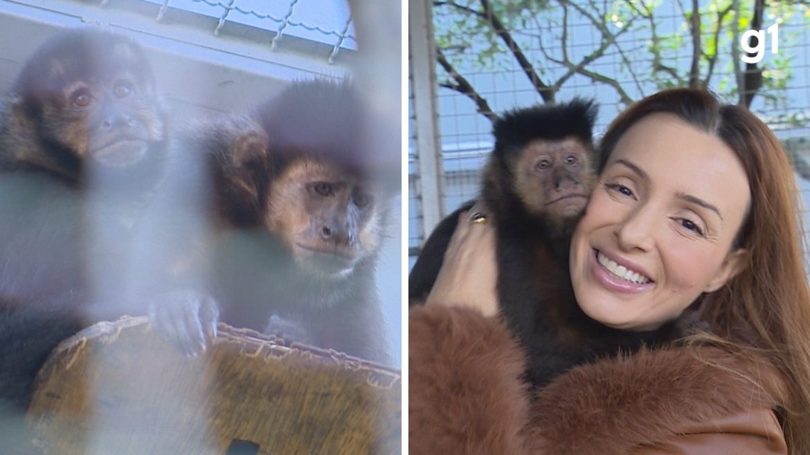 conheca-programa-que-permite-adocao-de-animais-silvestres-resgatados-do-trafico-no-rs