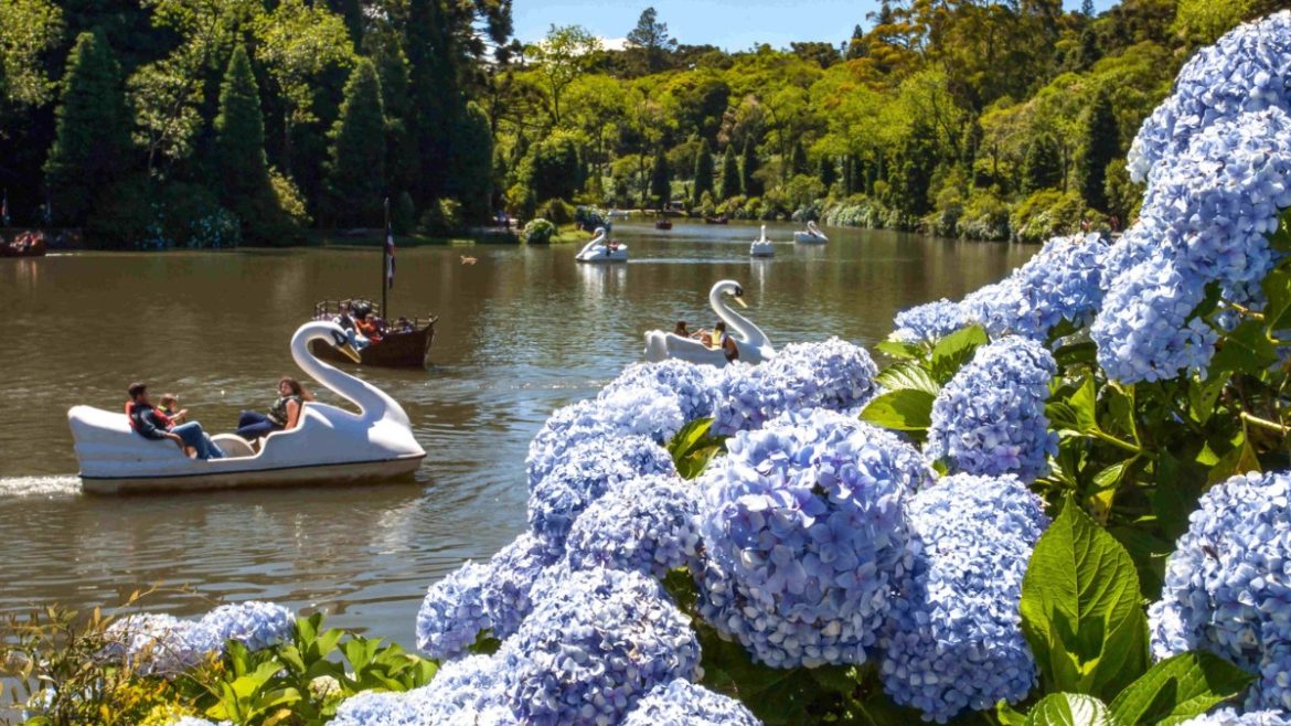 saiba-por-que-a-regiao-das-hortensias,-na-serra-do-rs,-tem-esse-nome