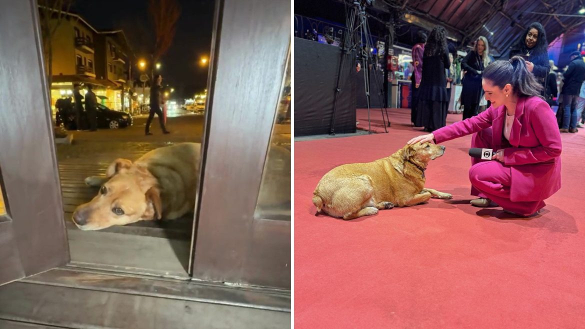 vira-lata-caramelo-vira-‘estrela’-e-ganha-passe-livre-no-tapete-vermelho-do-festival-de-cinema-de-gramado;-video