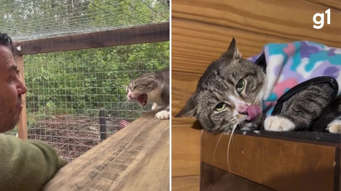 rotina-de-‘tigrao’,-gato-superferoz-resgatado-no-rs,-e-compartilhada-por-cuidador:-‘vai-ser-mimado,-sim!’