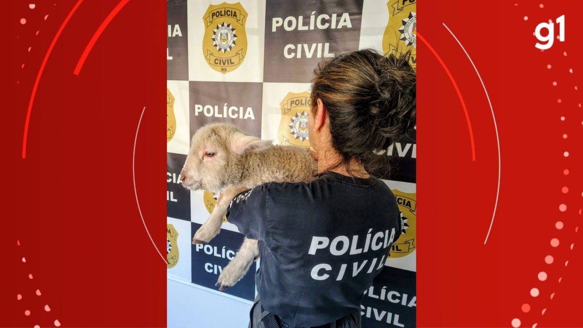 cordeiro-e-resgatado-de-dentro-da-cozinha-de-apartamento-durante-acao-da-policia-em-bage