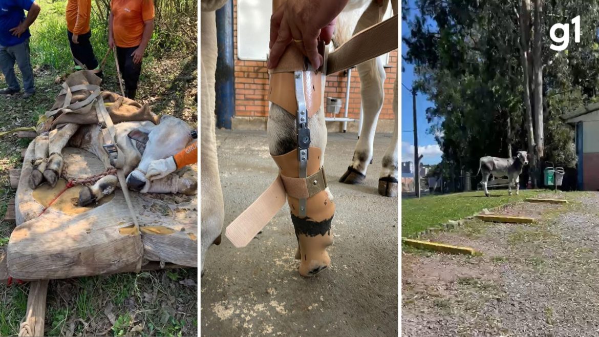 resgatado-da-enchente-no-rs,-boi-que-seria-sacrificado-apos-fratura-na-perna-recebe-protese,-se-recupera-e-e-destaque-na-expointer