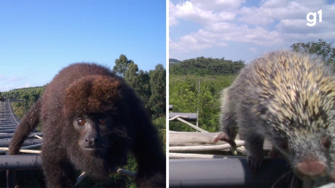 videos:-animais-utilizam-passarela-aerea-para-atravessar-rodovia-no-rs;-saiba-como-funciona-monitoramento