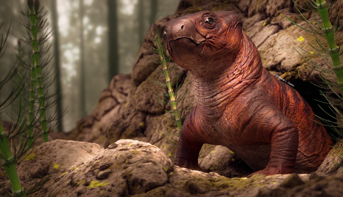 tomografia-revela-detalhes-ineditos-de-fossil-de-260-milhoes-de-anos-no-rs