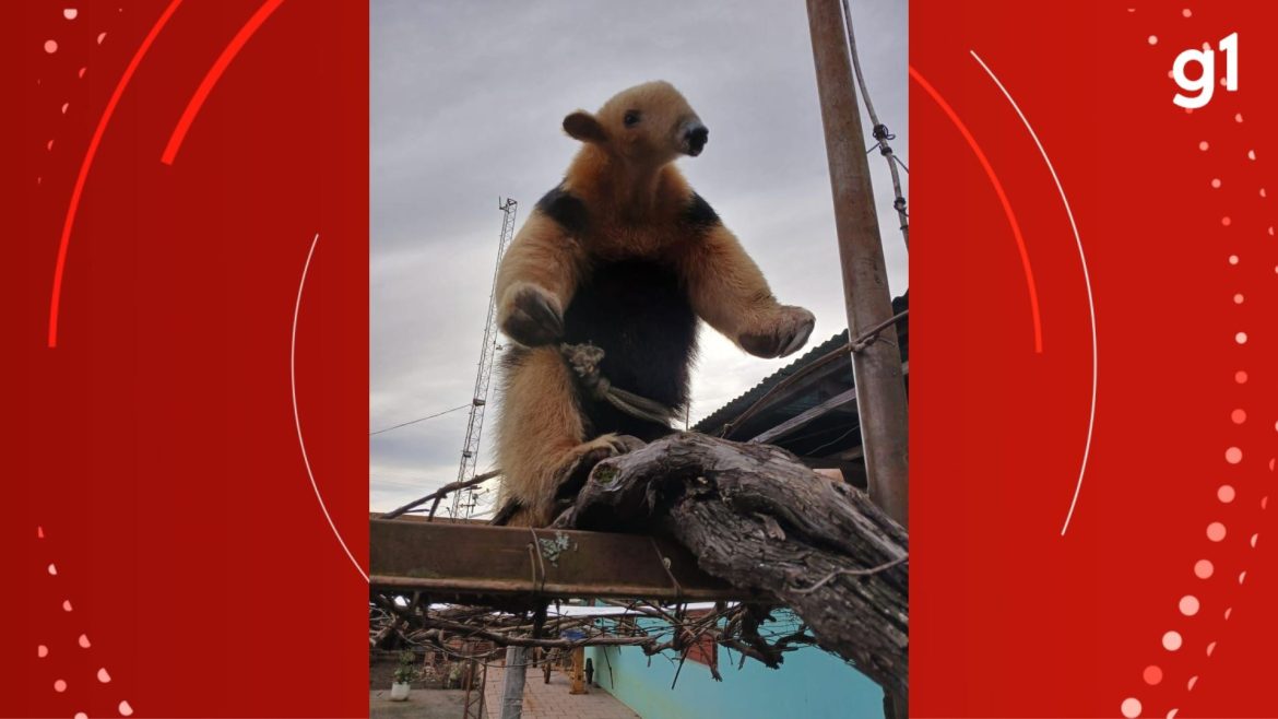 agricultor-relata-ataque-por-tamandua-mirim-apos-resgatar-animal-em-uruguaiana