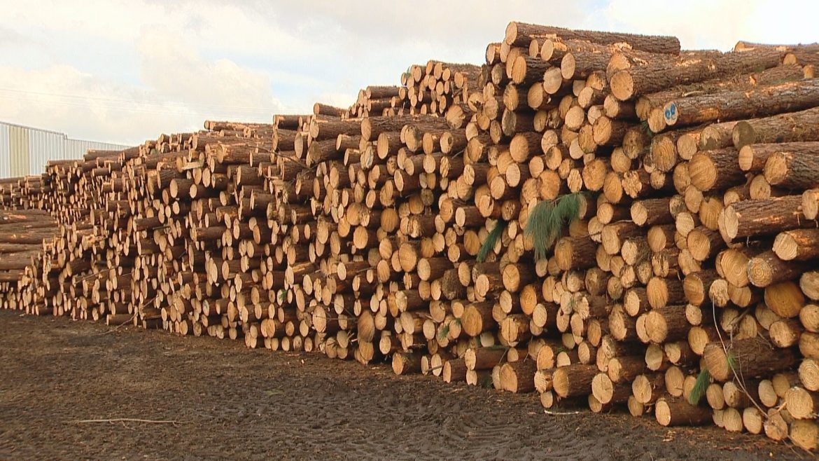 como-tarifaco-dos-eua-derruba-exportacoes-de-madeira-do-rs-e-ameaca-milhares-de-empregos