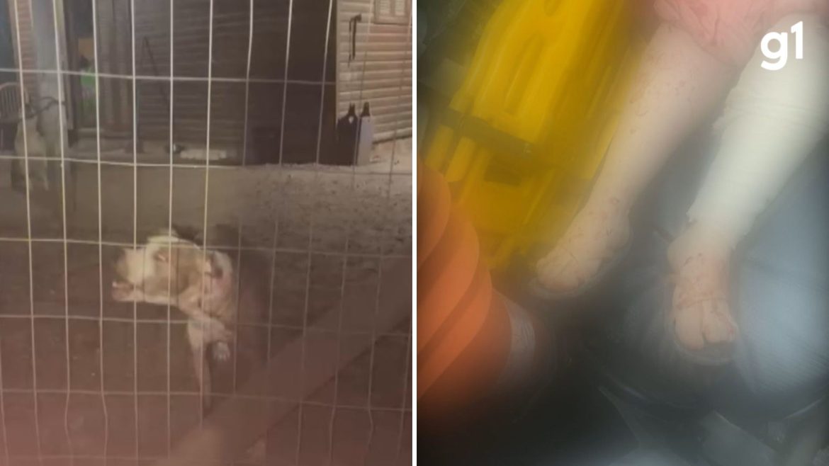 policia-responsabiliza-tutor-de-cachorros-que-fugiram,-invadiram-casa-de-vizinha-e-atacaram-mulher-em-porto-alegre