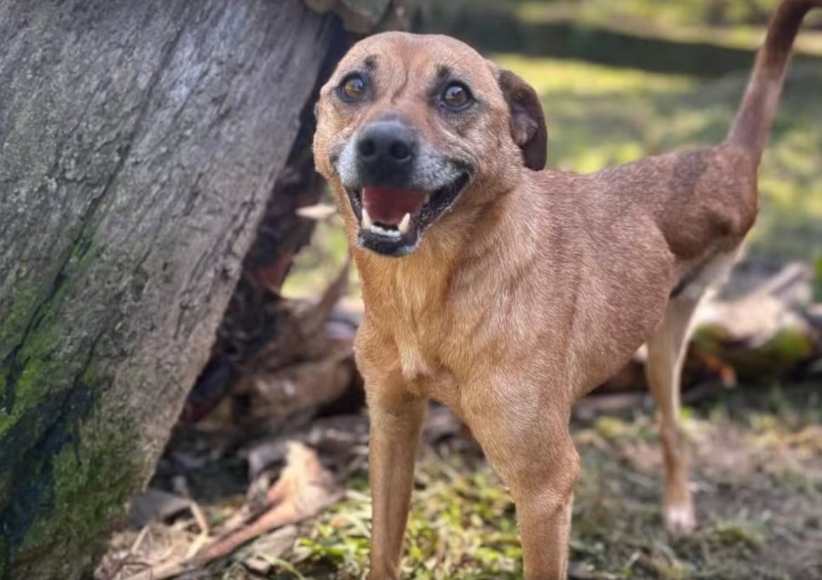 cao-sobrevivente-de-enchente-no-rs-tem-alta-apos-8-dias-internado-por-atropelamento-com-tutores-no-1o-passeio:-‘um-guerreiro’
