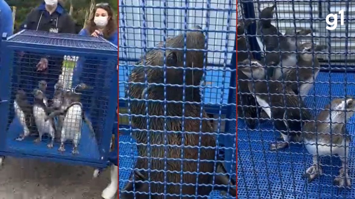 video:-pinguins-e-lobos-marinhos-sao-devolvidos-ao-mar-apos-tres-meses-de-reabilitacao-na-furg
