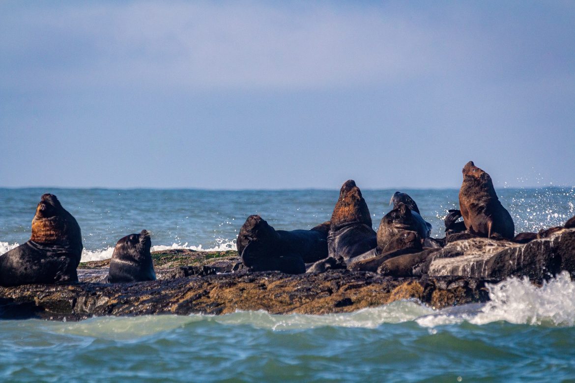 ilha-dos-lobos,-refugio-de-animais-silvestres-e-golfinhos-no-rs,-volta-a-aceitar-turistas-de-caiaque-e-stand-up-paddle-apos-7-anos