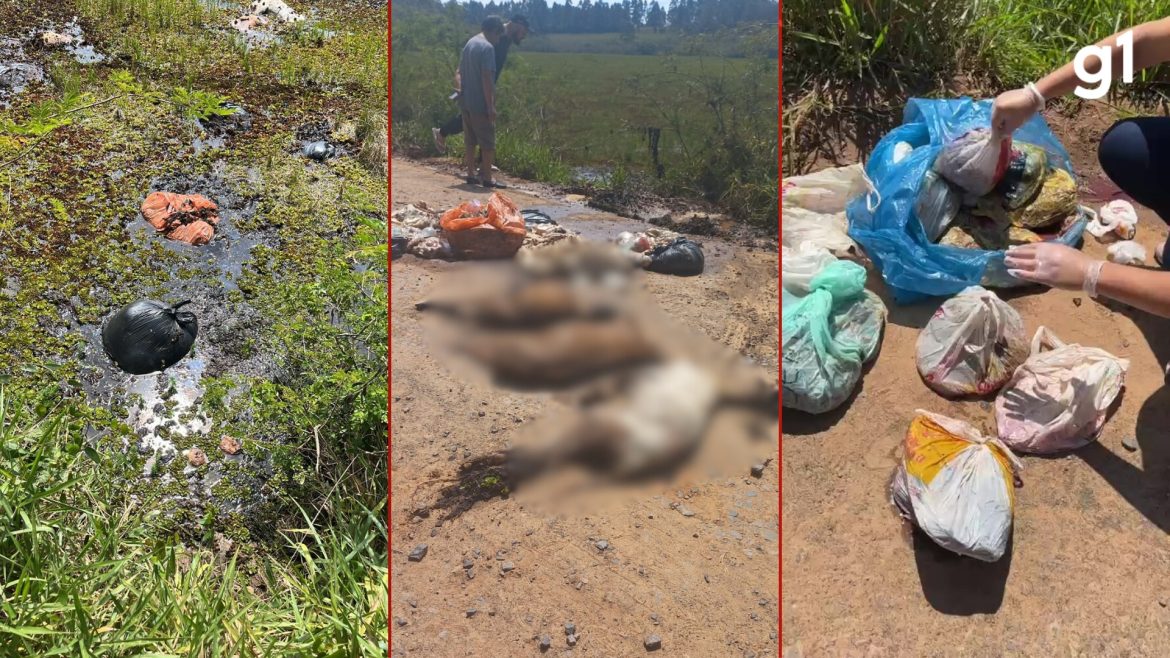 corpos-de-mais-de-130-animais-sao-encontrados-em-descarte-irregular-em-nova-santa-rita
