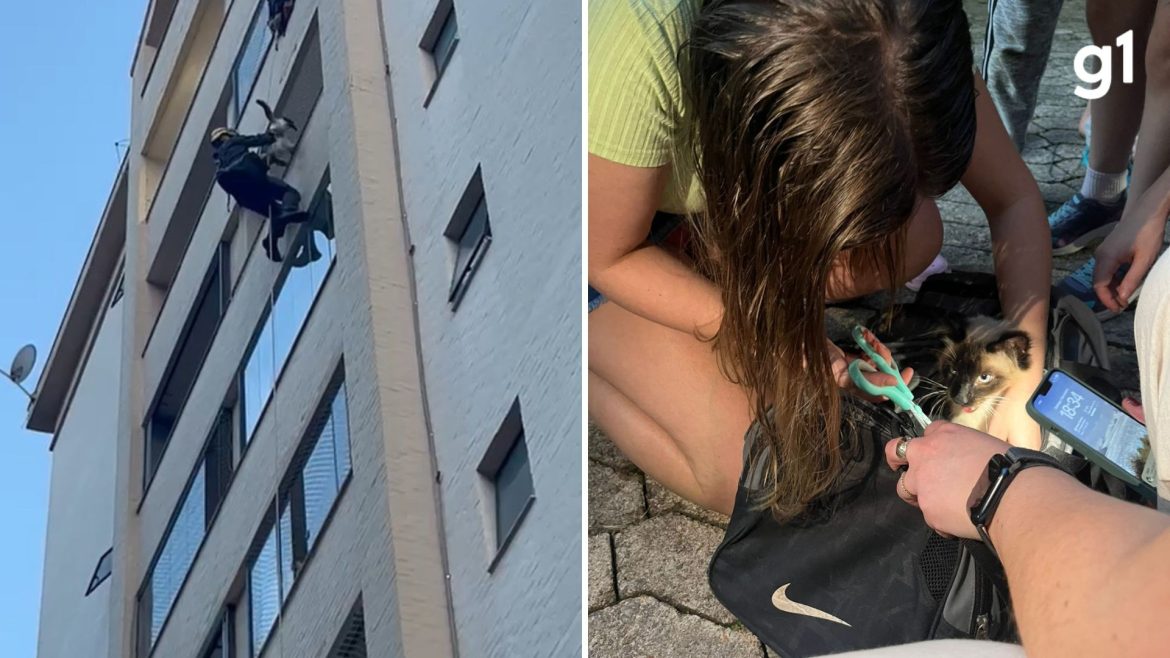 video:-bombeiros-resgatam-gato-preso-pela-pata-em-tela-de-protecao-no-7o-andar-de-predio-em-caxias-do-sul