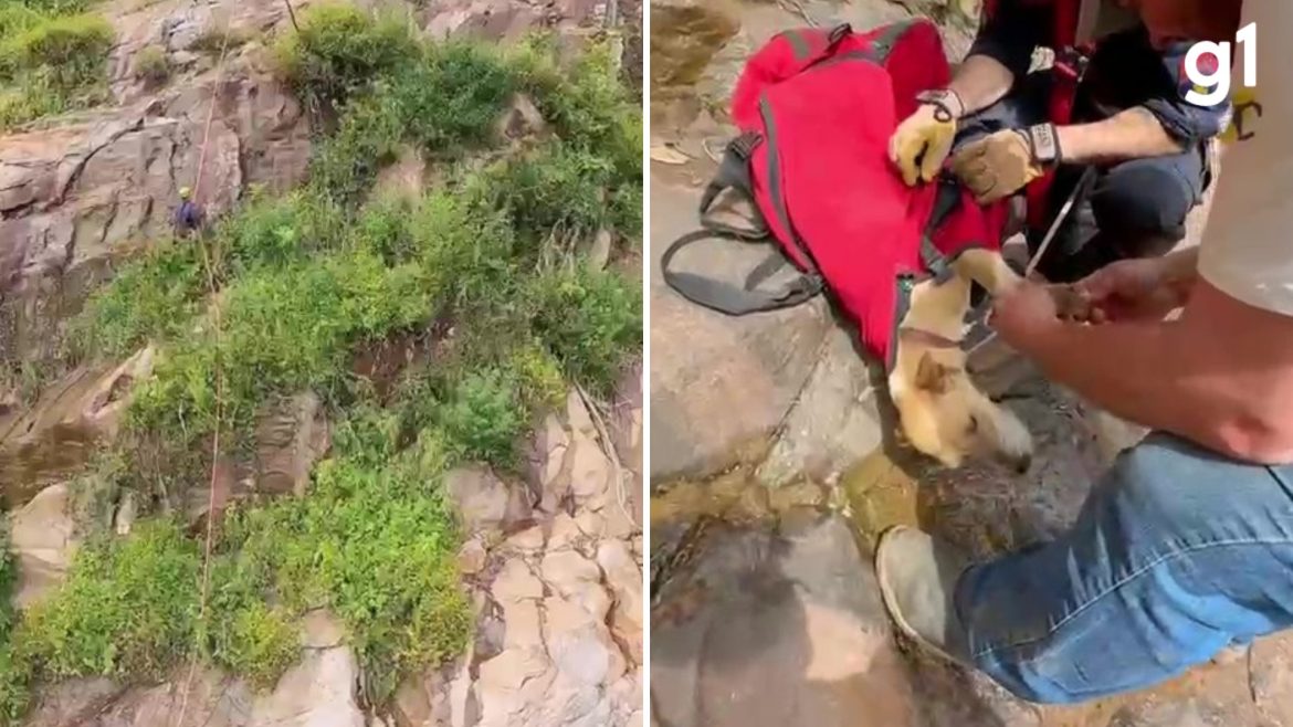 cadela-e-resgatada-por-bombeiros-apos-quatro-dias-presa-em-paredao-de-mata-a-80-metros-na-serra-do-rs