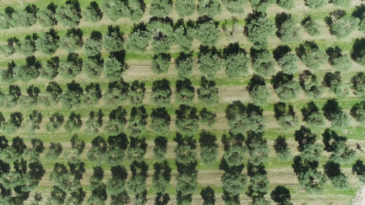 azeite-de-oliva:-entenda-por-que-rs-lidera-producao-nacional-e-transforma-cultivo-em-potencia-economica