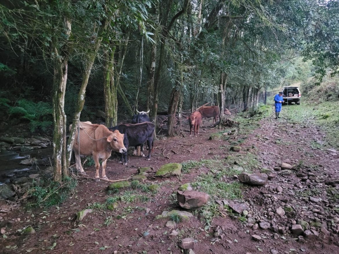 surto-de-raiva-herbivora-mata-25-animais-em-propriedade-no-rs,-confirma-governo