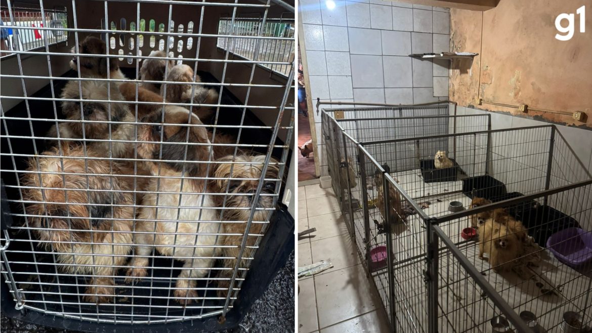 caes-com-olhos-perfurados-e-gatos-com-anemia:-veterinario-e-preso-em-criadouro-clandestino-de-animais-no-rs