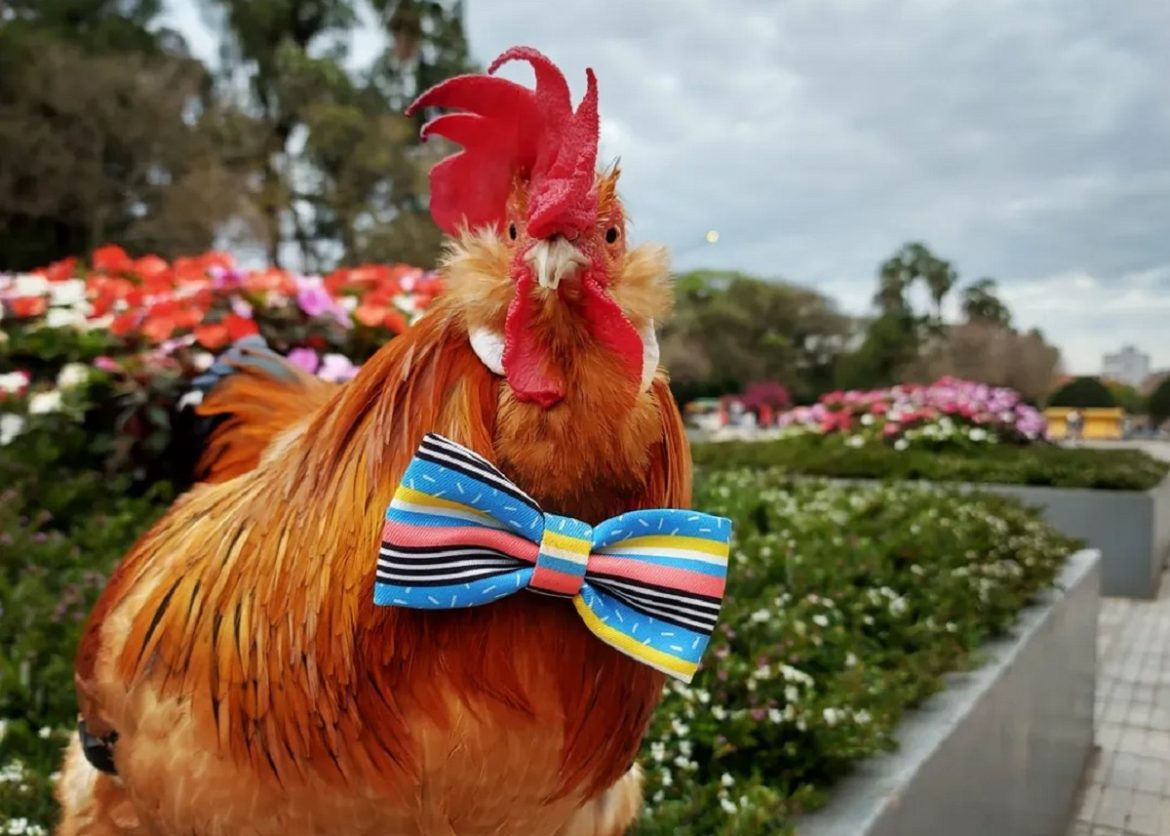 galo-fu,-pet-influencer-com-mais-de-80-mil-seguidores,-morre-aos-6-anos