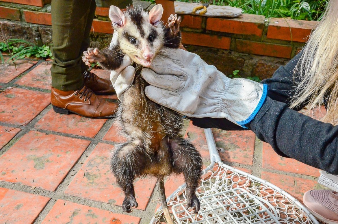 aumento-na-presenca-de-gambas-em-porto-alegre:-saiba-como-agir-ao-encontrar-com-o-animal