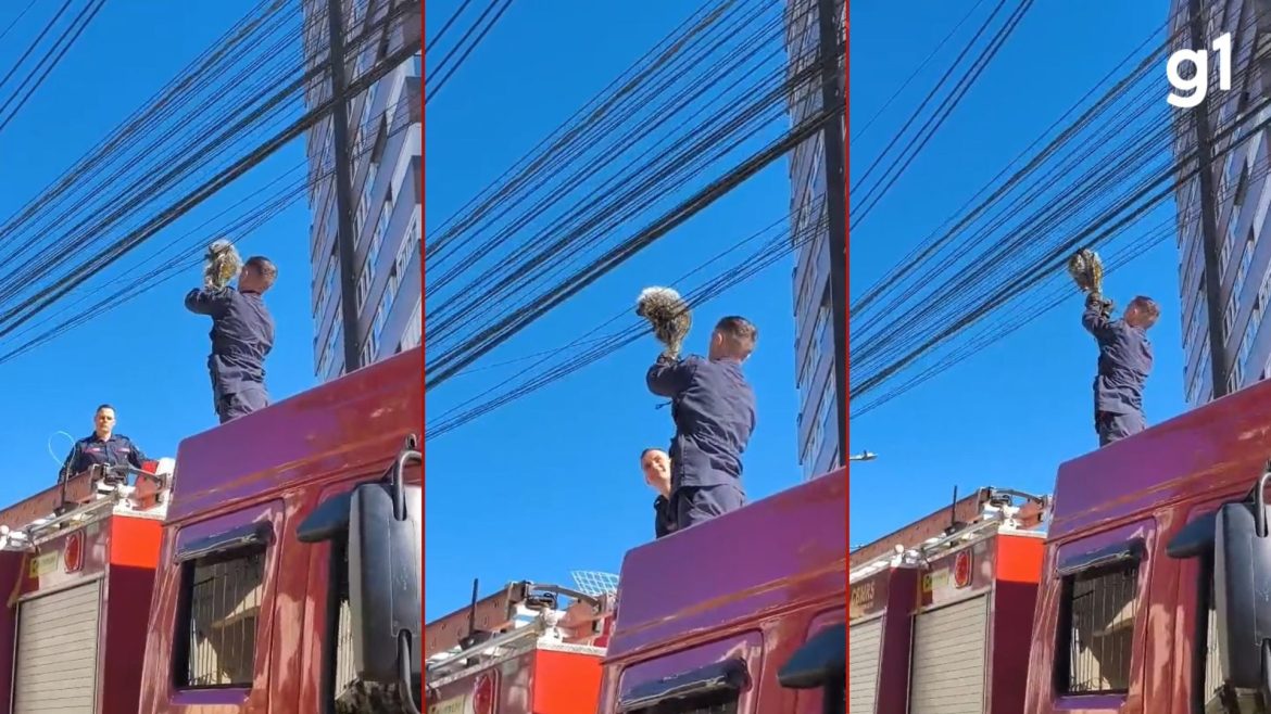 ourico-sobe-poste,-fica-preso-em-fios-de-telefonia-e-e-resgatado-em-bento-goncalves;-video