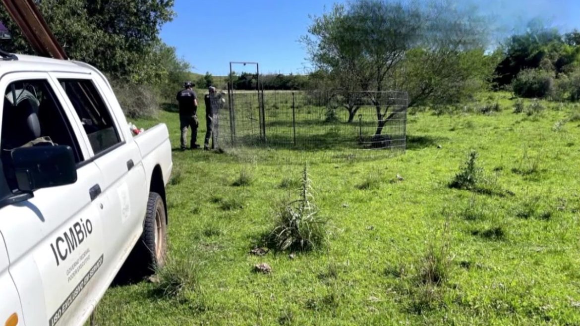 com-armadilhas-autorizadas,-cidade-do-rs-captura-mais-de-um-javali-por-dia;-especie-e-considerada-invasora