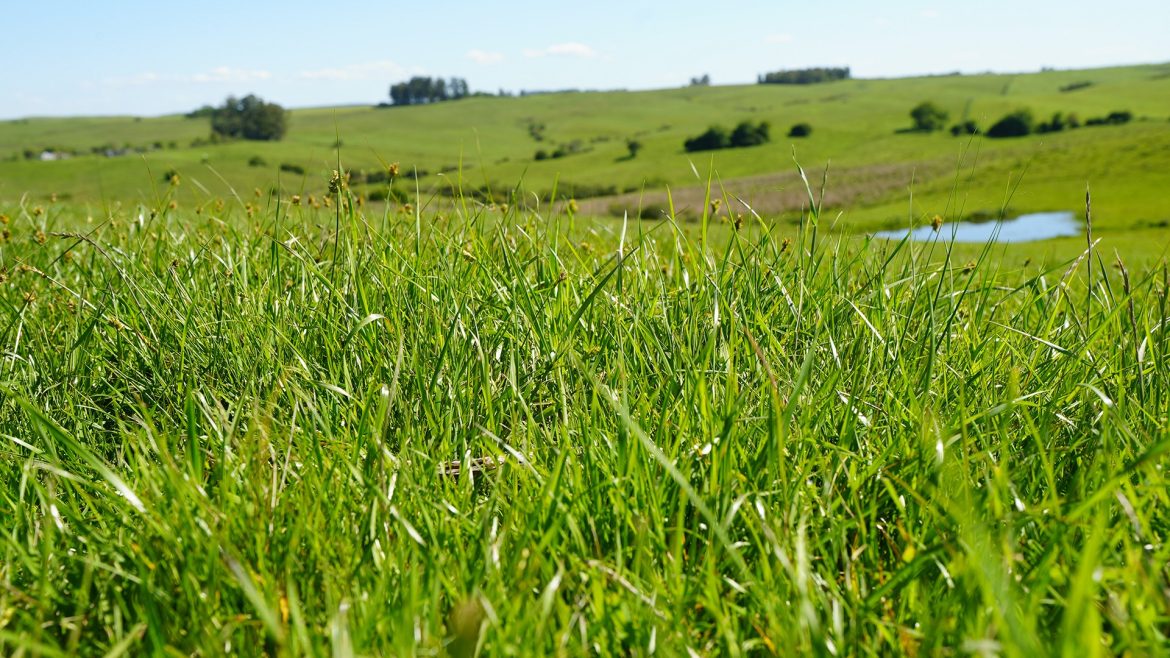 pecuaria-que-preserva,-cacau-que-refloresta:-como-o-dinheiro-do-clima-chega-ao-campo