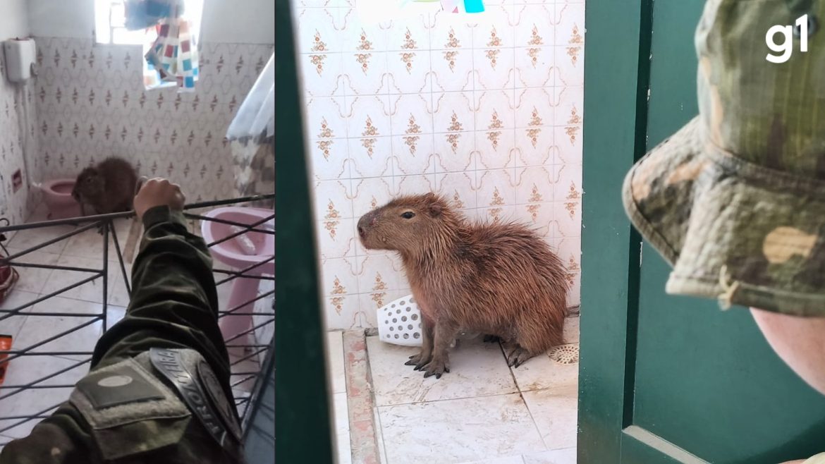 capivara-invade-casa-e-e-flagrada-em-banheiro-no-cassino,-no-rs;-veja-foto