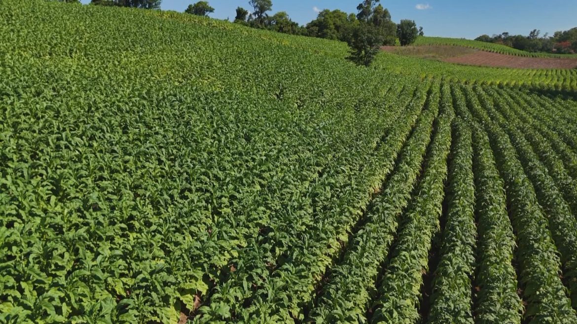 tarifaco-dos-eua-ameaca-inicio-da-colheita-de-tabaco-e-milhoes-em-exportacoes-no-rs