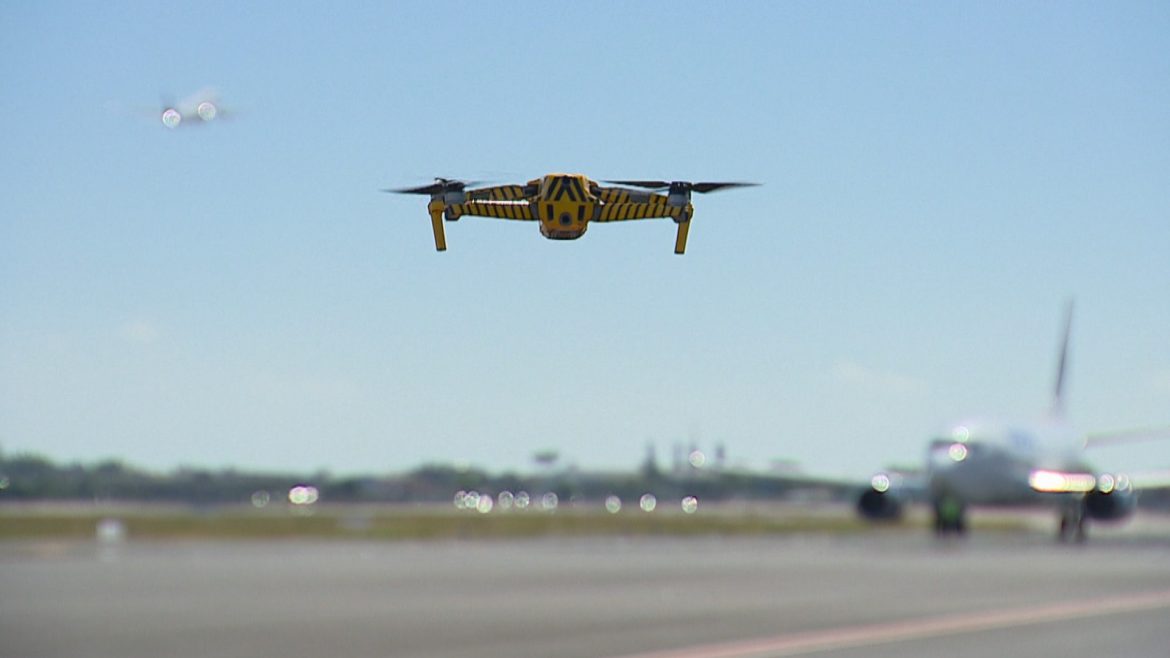 ‘falcao-fake’:-aeroporto-usa-drones-que-imitam-sons-de-predadores-para-afastar-quero-queros-e-outras-aves-em-porto-alegre