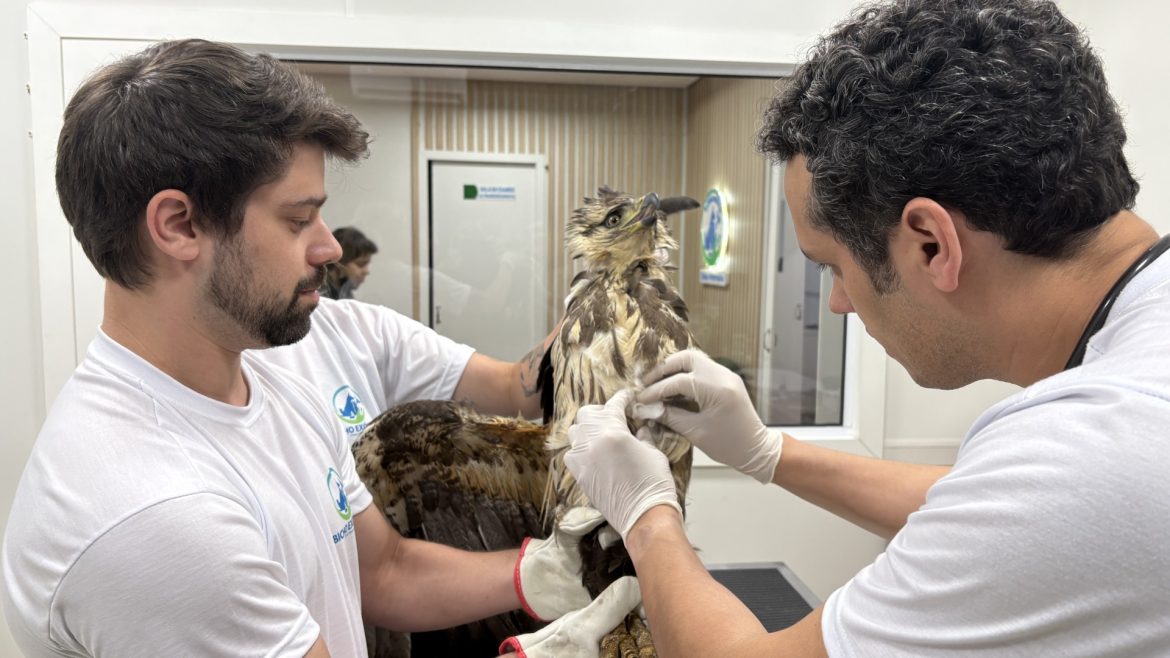 ave-de-rapina-rara-tem-asa-amputada-apos-bater-em-fios-de-luz-na-serra-do-rs;-veja-video-do-resgate-e-tratamento