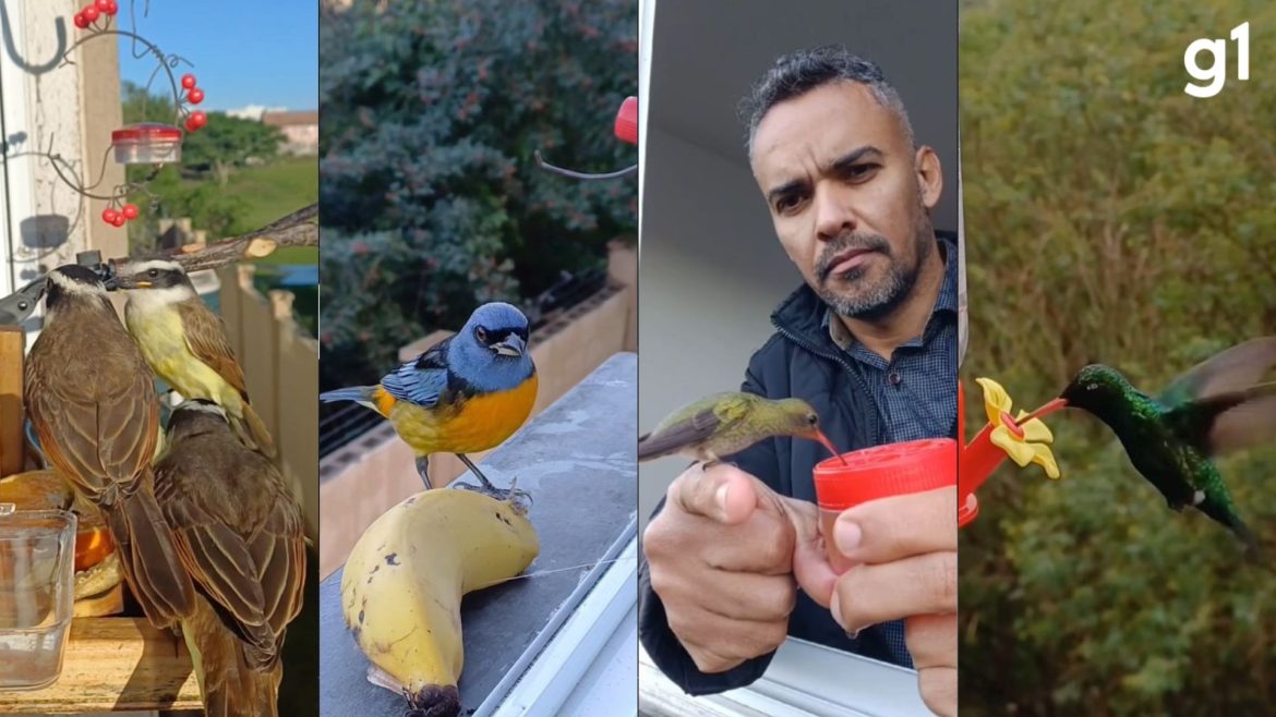 beija-flores,-bem-te-vis-e-fama:-homem-cria-‘cafe-da-tarde’-para-passaros-na-janela-e-viraliza-nas-redes-sociais;-veja-video