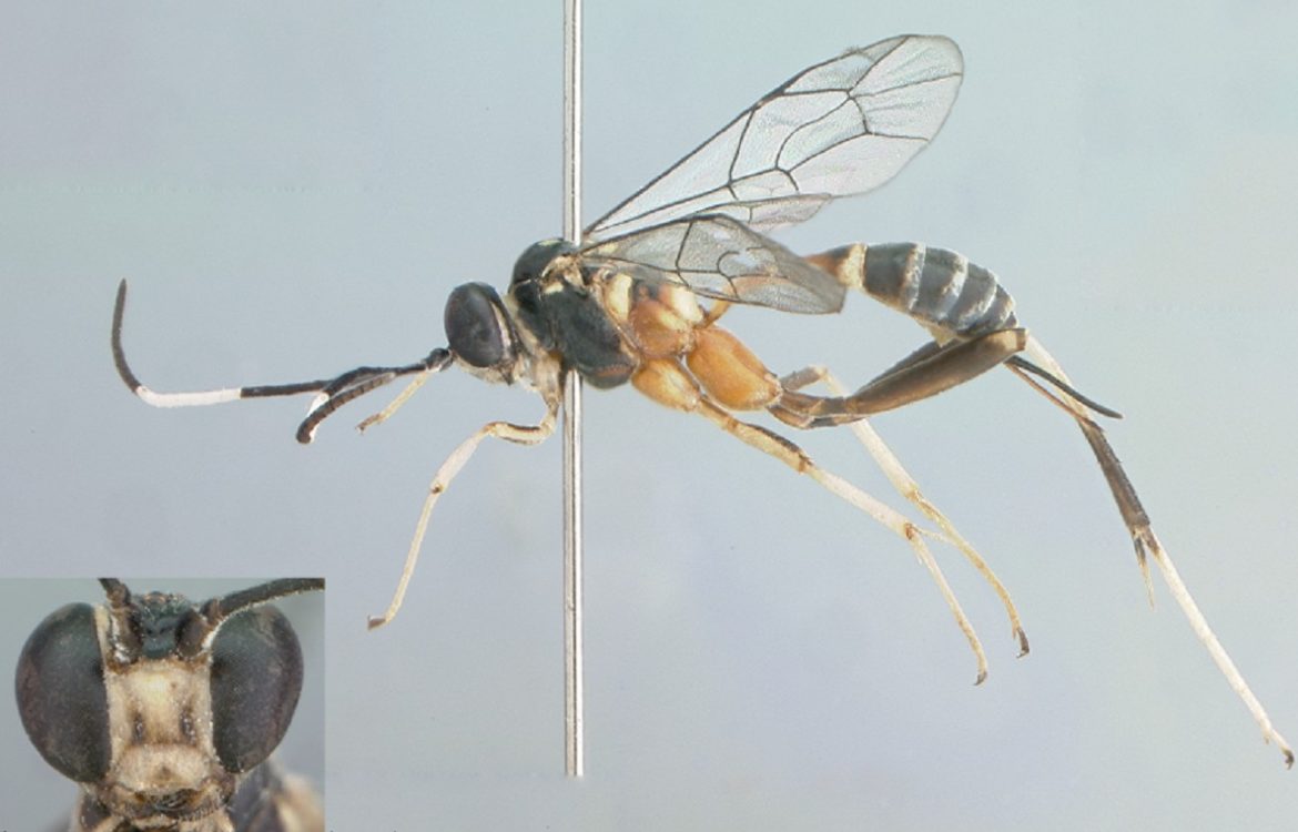 conheca-nova-especie-de-vespa-descoberta-durante-estudo-sobre-pampa-e-mata-atlantica-no-rs