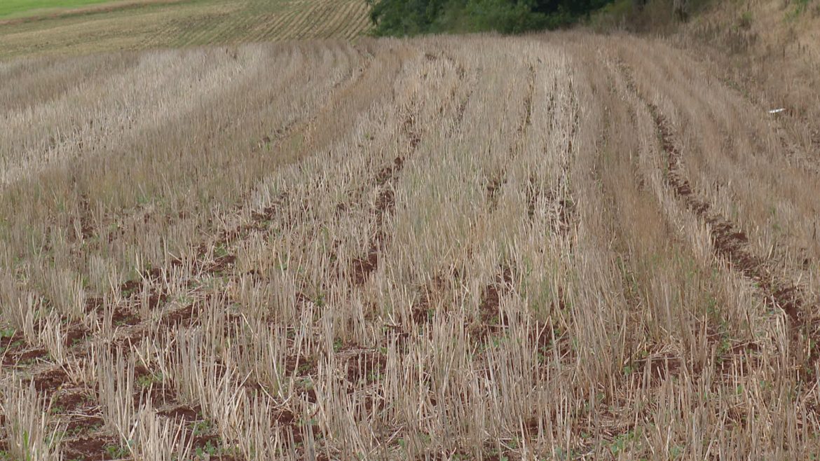 safra-de-canola-deve-bater-recorde-historico-no-rs;-entenda-os-fatores
