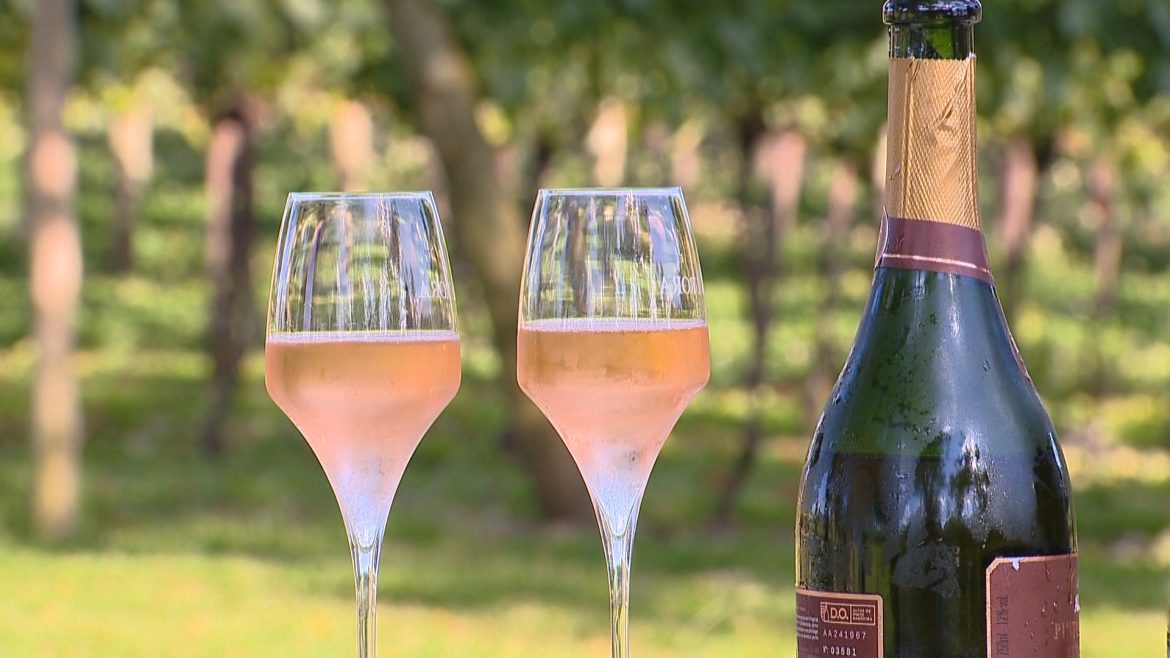 conheca-os-segredos-e-a-ciencia-que-fazem-os-espumantes-gauchos-conquistarem-o-mundo