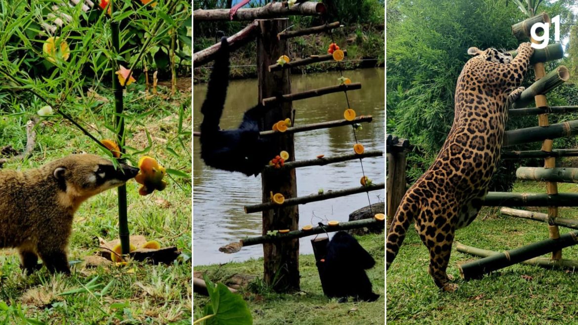 pinheirinhos-recheados-e-ceia-colorida:-animais-ganham-presentes-de-natal-em-zoo-de-gramado;-veja-video