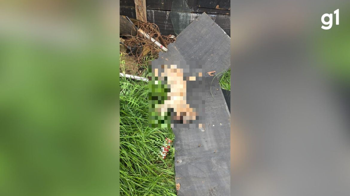 dono-de-casa-invade-imovel-e-espanca-cachorro-da-inquilina-ate-a-morte-em-passo-fundo,-diz-policia;-ele-foi-preso