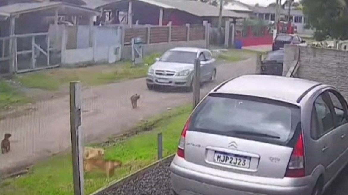 video:-homem-e-detido-apos-atropelar-cachorro-em-capao-da-canoa;-cao-morreu
