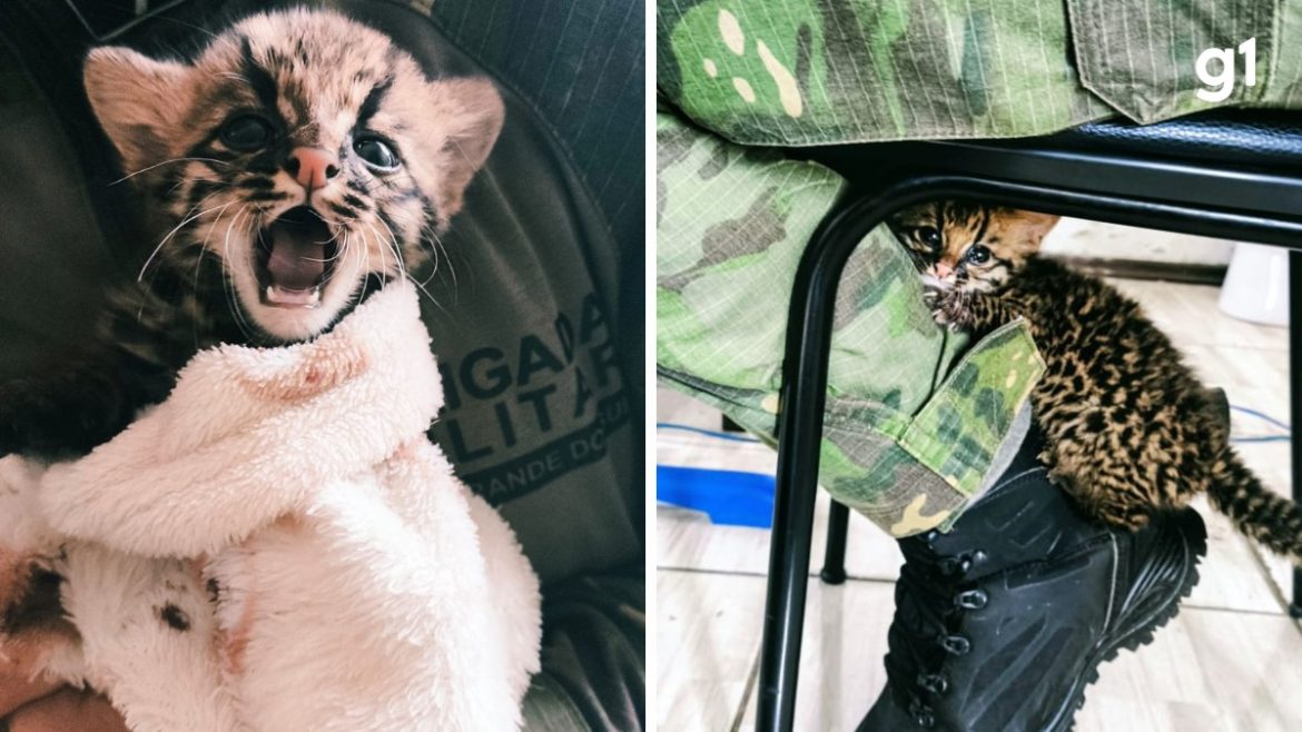 fofo,-mas-selvagem:-filhote-de-gato-maracaja-e-resgatado-apos-mae-morrer-atropelada-no-rs