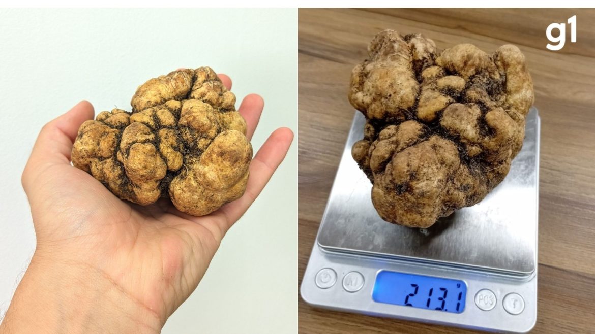 r$-10-mil-por-quilo:-maior-trufa-do-brasil-e-encontrada-no-rs-e-sera-servida-em-restaurante-de-luxo