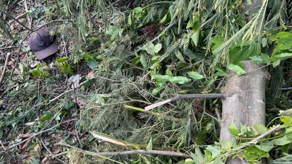 queda-de-arvore-causa-morte-de-homem-em-tres-coroas