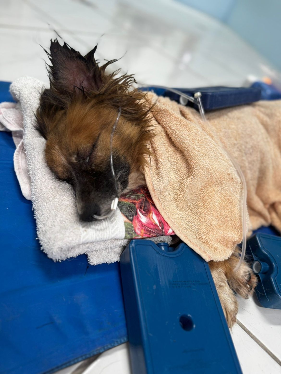 cachorro-e-encontrado-enterrado-vivo-em-sapiranga;-policia-investiga-maus-tratos