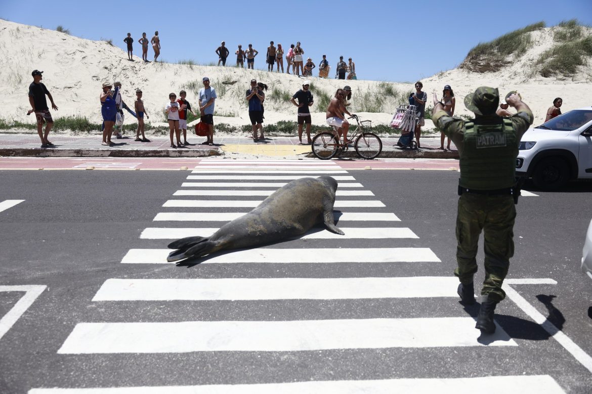 video:-elefante-marinho-surpreende-veranistas-ao-procurar-abrigo-do-sol-na-praia-em-tramandai