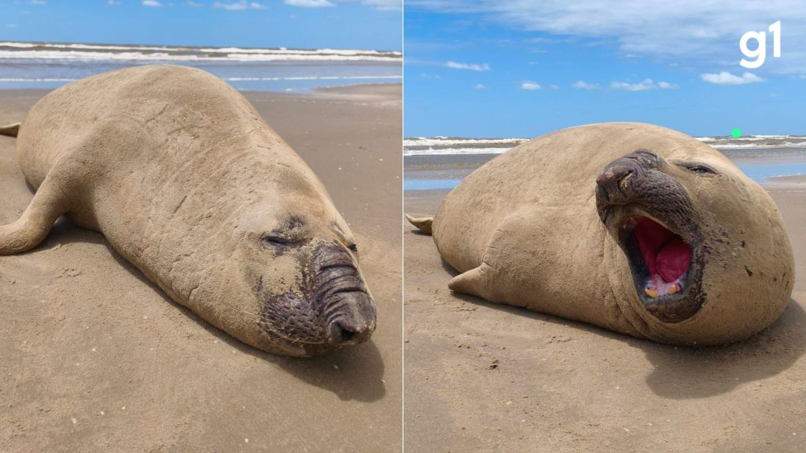 ta-com-sono?-elefante-marinho-e-flagrado-relaxando-e-bocejando-em-praia-do-rs;-video