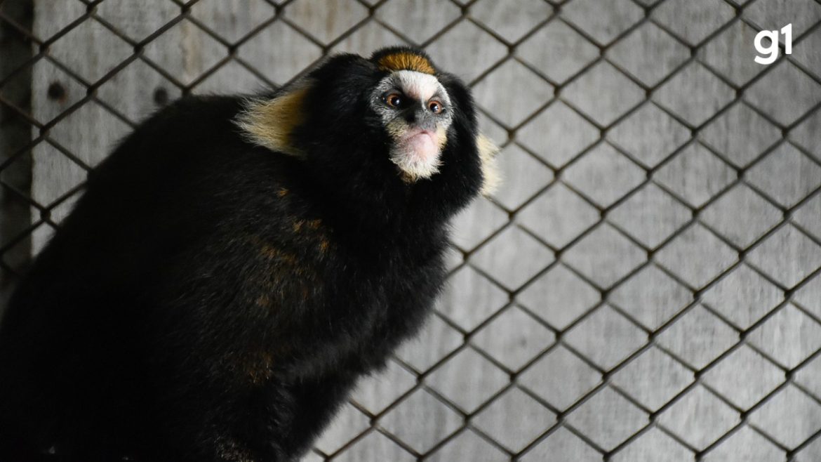 conheca-mila,-a-‘sagui-caveirinha’-que-viajou-de-sp-para-o-rs-com-a-missao-de-ajudar-a-salvar-especie-da-extincao