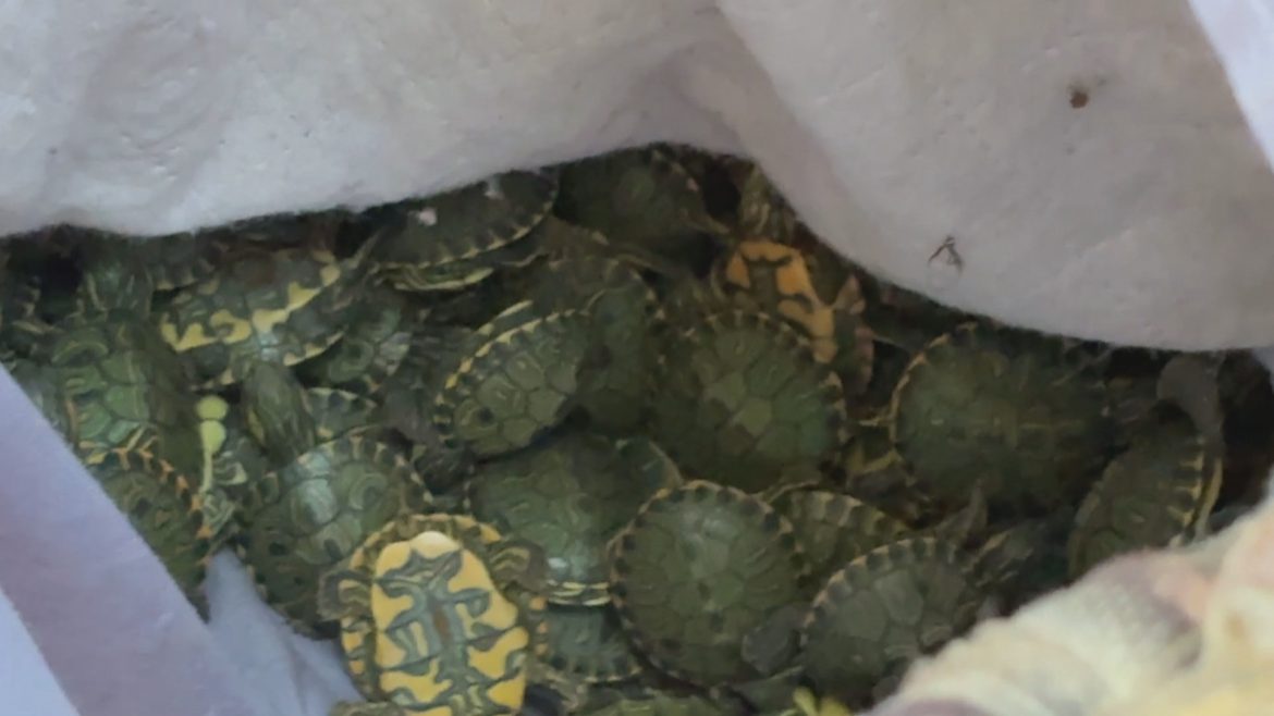 mais-de-600-tartarugas-tigre-dagua-sao-apreendidas-em-carro-na-br-290,-em-porto-alegre