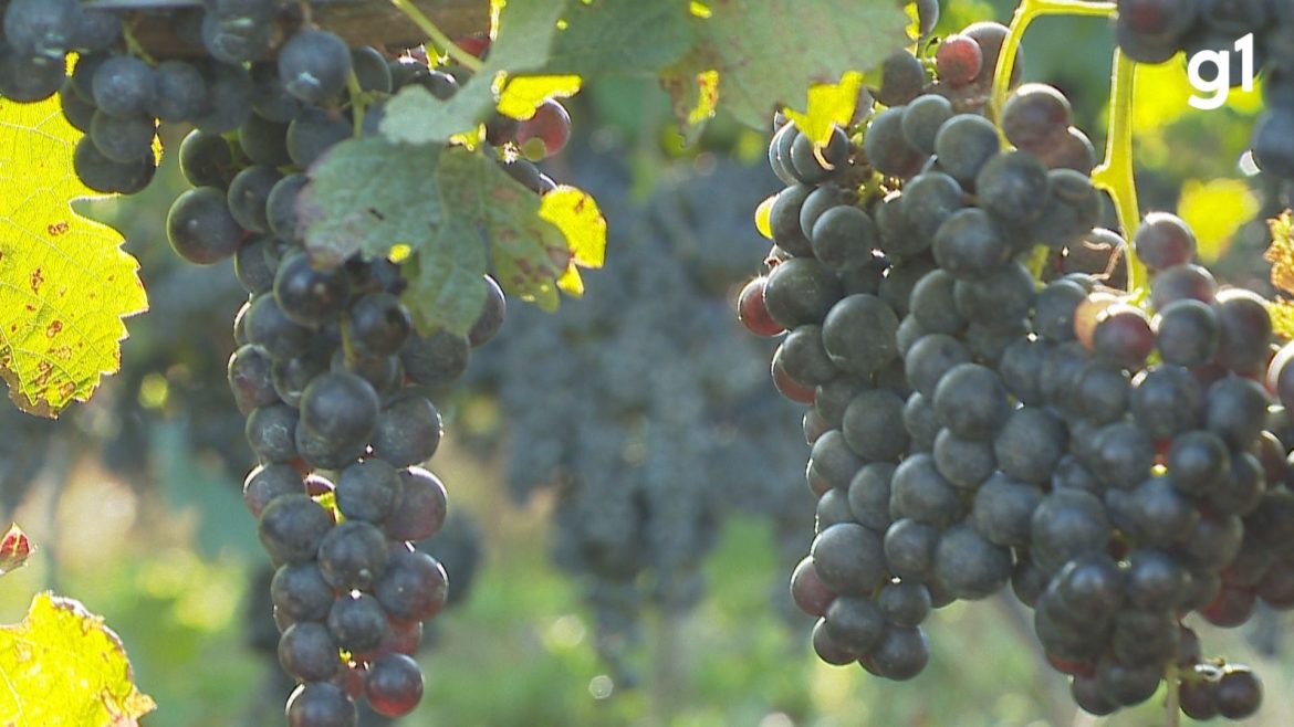 cidade-do-rs-que-tem-o-melhor-azeite-brasileiro-tambem-se-destaca-pela-producao-de-uvas-para-vinhos-e-espumantes-finos