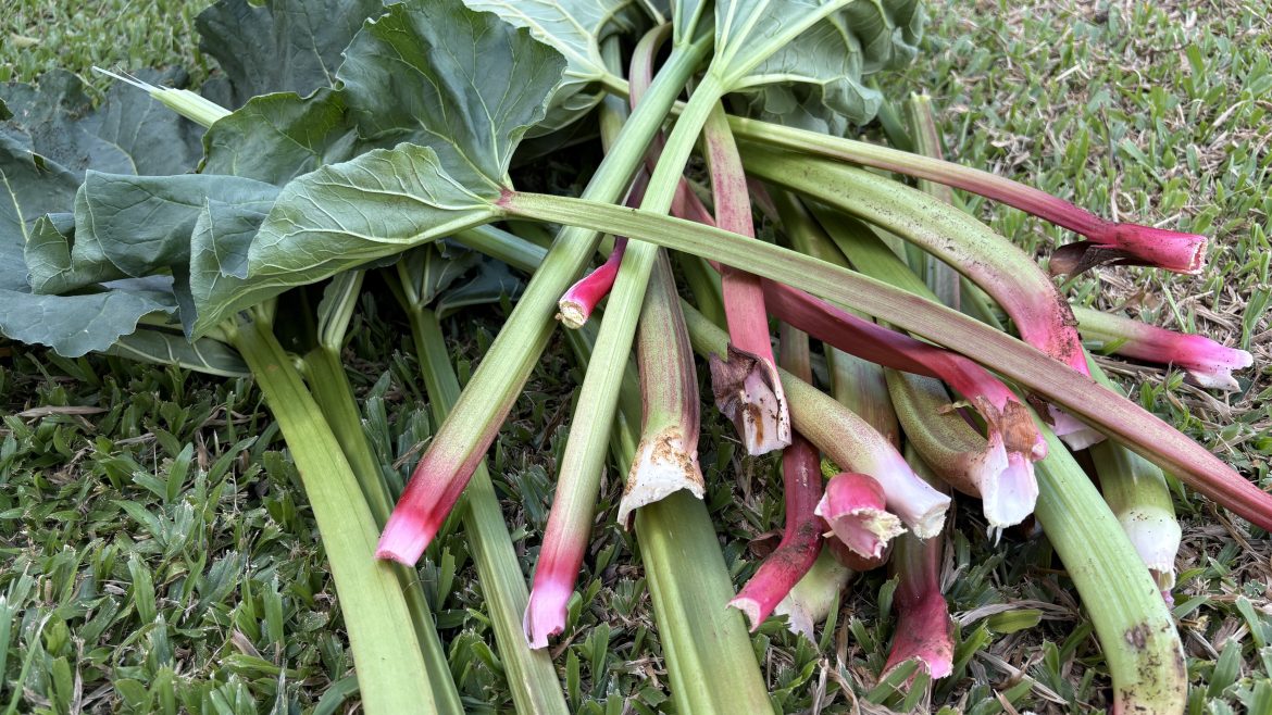 ja-ouviu-falar-em-ruibarbo?-cheia-de-nutrientes-e-apreciada-pela-alta-gastronomia,-planta-so-e-cultivada-por-uma-familia-no-brasil