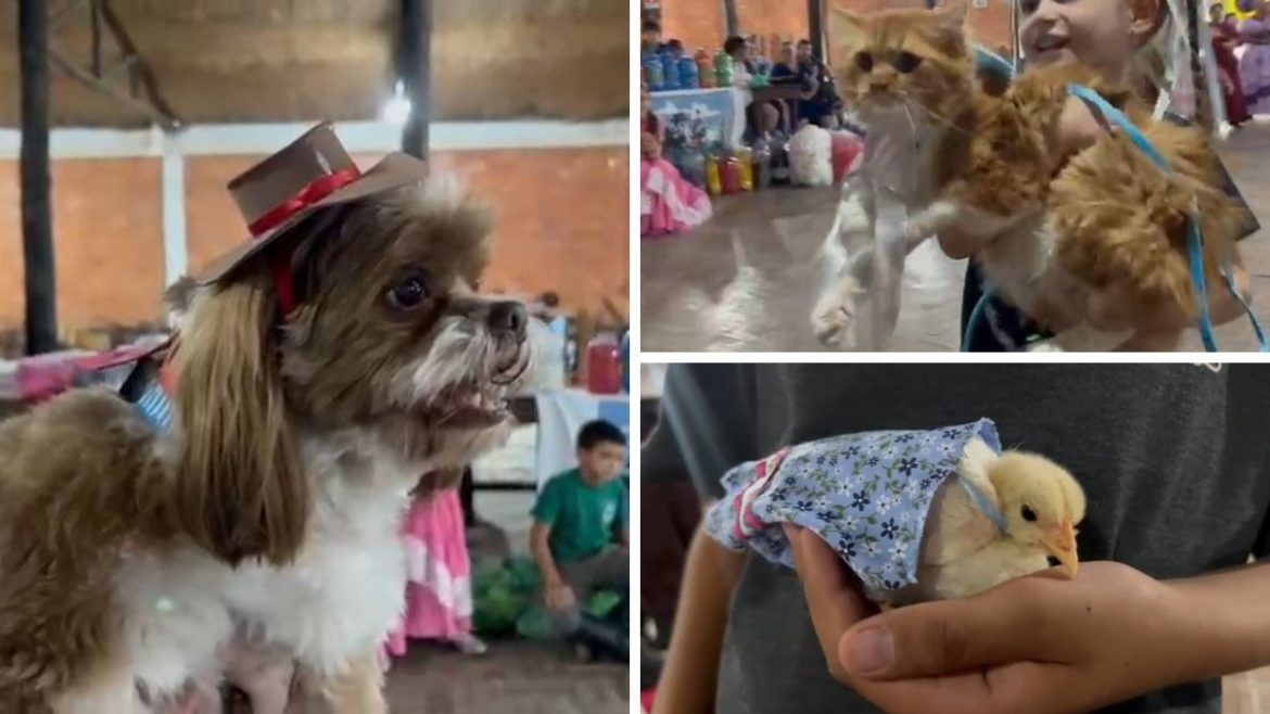 alerta-de-fofura:-cachorros,-gatos-e-ate-pintinho-participam-de-concurso-de-trajes-tipicos-no-rs