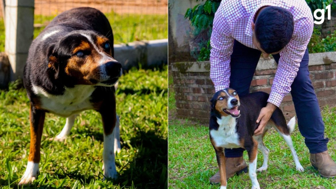 ja-velhinho-e-cego,-cachorro-resgatado-na-enchente-e-adotado-quase-dois-anos-depois-no-rs:-‘me-comovi’,-diz-novo-tutor