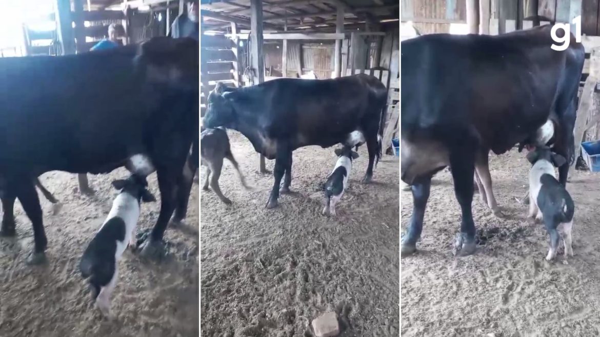 video:-vaca-e-flagrada-amamentando-porco-no-rs;-especialistas-explicam-se-comportamento-oferece-risco
